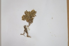 IMG_20241017_121013
