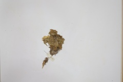 IMG_20241017_121033