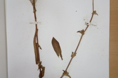 IMG_20241017_121242