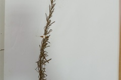 IMG_20241017_105441